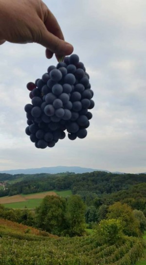 Udruga vinogradara i podrumara općine Dubravica